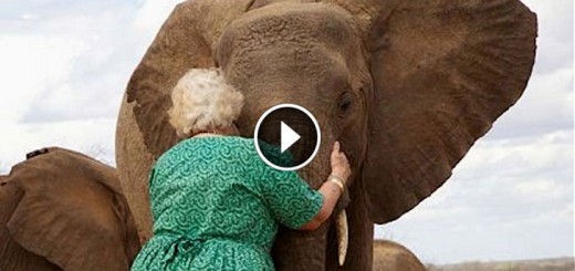 sheldrick hug elephant orphanage