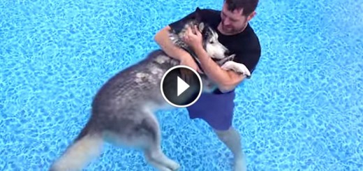 husky dog water therapy