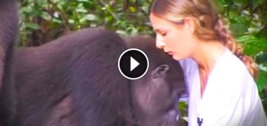 This Family Saved This Gorillas And Set Them Free