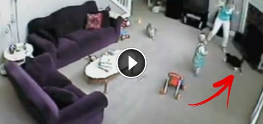 Cat Protects Toddler from Babysitter