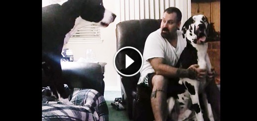 Great Dane Is Jealous Of Dad Petting His Brother