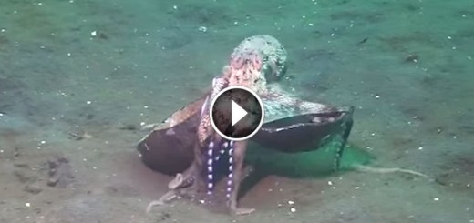 crafty octopus coconut underwater