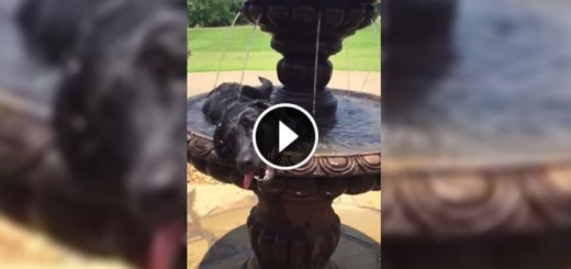 check dog fountain hilarious