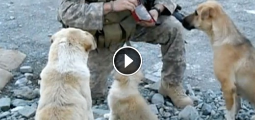 soldier stray dogs reunited