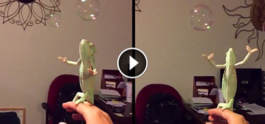 chameleon pet bubble