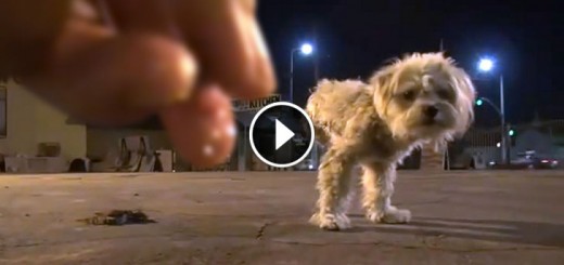 dog three legs found and rescued