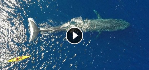 blue whale kayaker drone