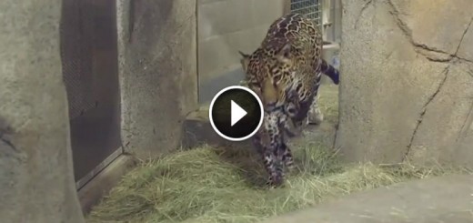 Mama Jaguar shows off her baby cub to the world.