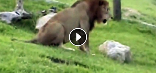 Circus Lion Touches Grass First Time