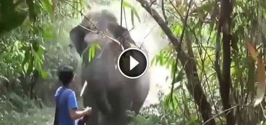 elephant scary attack stand still