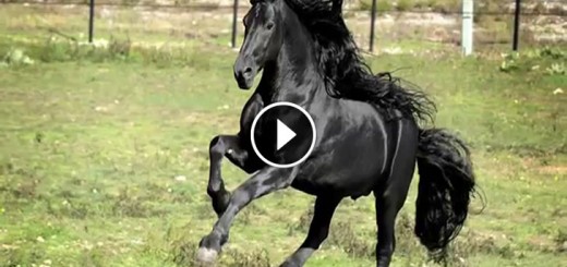 frederik world famous friesian stallion
