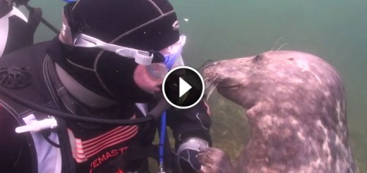 Seal Demands A Belly Rub From A Diver