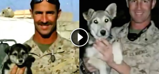 marine refuses to leave pup behind