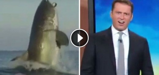 massive shark surprise australian reporter