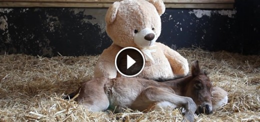 orphaned pony teddy bear