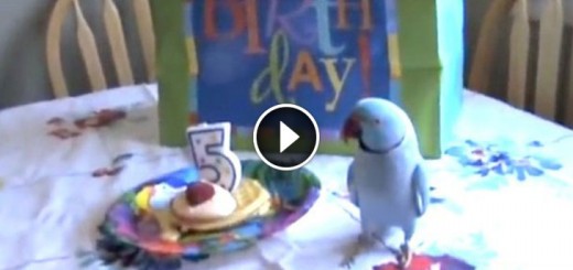 parrot birthday reaction
