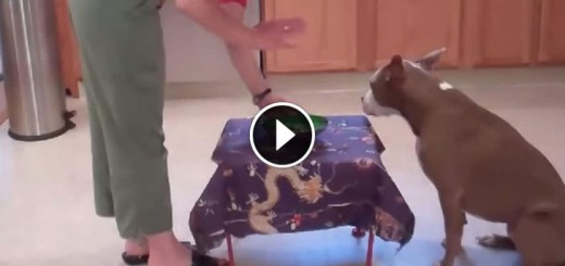 pit bull amazing tricks