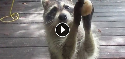 Rocksy the Raccoon knocks at the door for food!