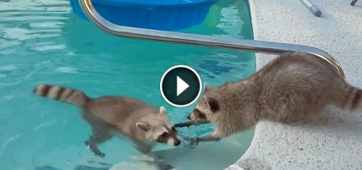 Raccoon swims in pool