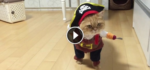 pirate cat halloween costume