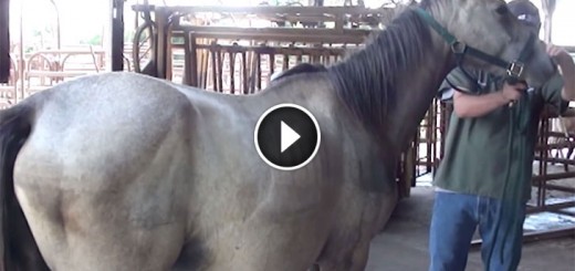 pregnant horse rescue
